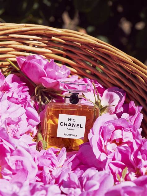 Profumo Chanel n 5, rosa centifolia e gelsomino di Grasse 